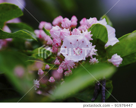 Karmia Karmia 91976447