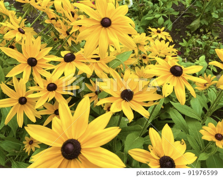 Beautiful middle yellow flowers in summer Beautiful middle yellow flowers in summer 91976599