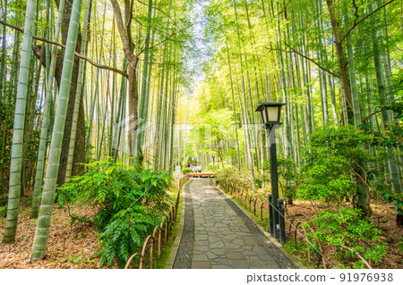 （靜岡縣）修善寺溫泉、竹林小徑 91976938