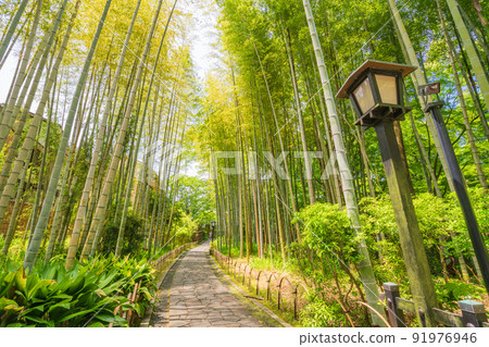 （靜岡縣）修善寺溫泉、竹林小徑 91976946