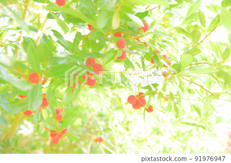 盛夏生長的紅色果實 91976947