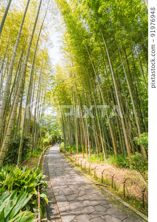 （靜岡縣）修善寺溫泉、竹林小徑 91976948