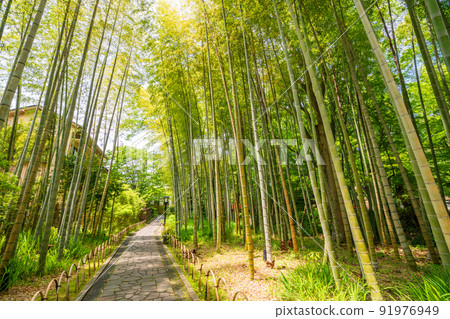 （靜岡縣）修善寺溫泉、竹林小徑 91976949