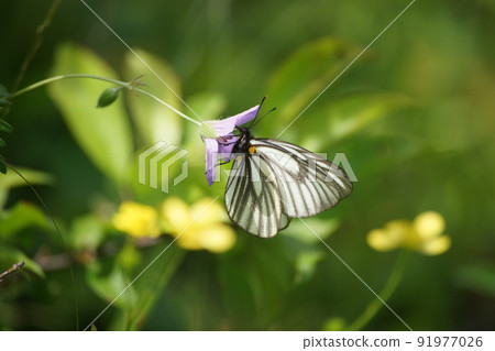 Miyama white sweet potato sucking nectar from Hakusanfuro 91977026