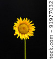 Sunflower on a black background. Summer and autumn minimal concept. 91977032