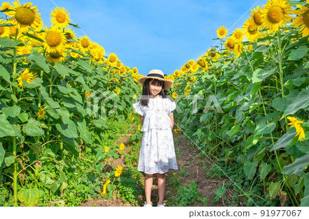 Elementary school girl in a sunflower field 91977067