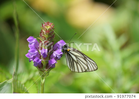 Aporia hippia sucking the nectar of Heal-all 91977074