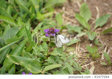Aporia hippia sucking the nectar of Heal-all Aporia hippia sucking the nectar of Heal-all 91977084
