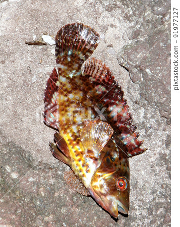 I took a picture of freshly caught Isobera placed on a rocky shore. 91977127