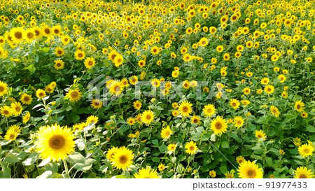 Get on the sunflower field Get on the sunflower field 91977433