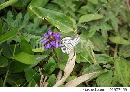 Aporia hippia sucking the nectar of Heal-all Aporia hippia sucking the nectar of Heal-all 91977469