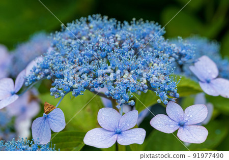 hydrangea hydrangea 91977490