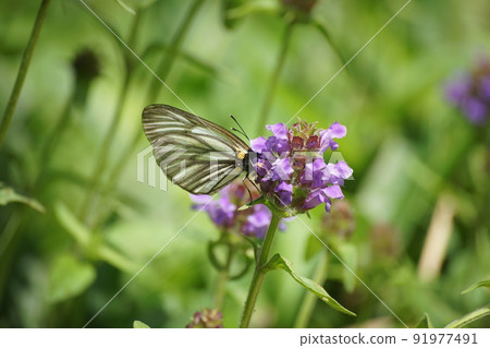 Aporia hippia sucking the nectar of Heal-all 91977491