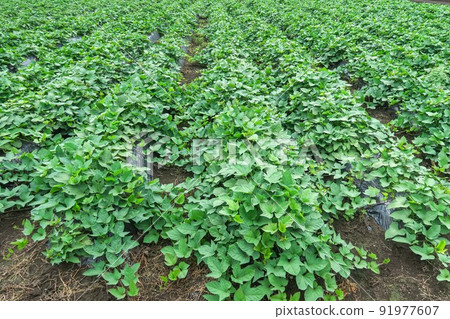 Overgrown sweet potato field Overgrown sweet potato field 91977607