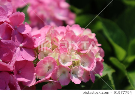 Pink hydrangea Pink hydrangea 91977794