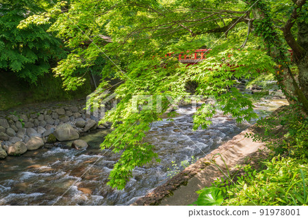 (Shizuoka Prefecture) Shuzenji Onsen, the fresh green of maples along the Katsuragawa River (Shizuoka Prefecture) Shuzenji Onsen, the fresh green of maples along the Katsuragawa River 91978001