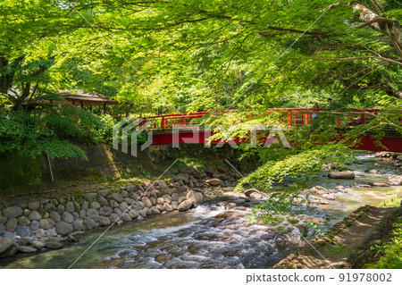 (Shizuoka Prefecture) Shuzenji Onsen, the fresh green of maples along the Katsuragawa River 91978002