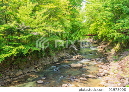 (靜岡縣)修善寺溫泉,桂川沿岸的楓葉清新 (靜岡縣)修善寺溫泉,桂川沿岸的楓葉清新 91978008