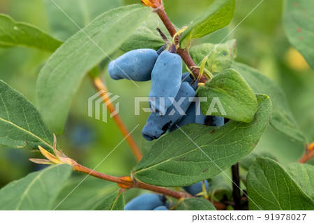 Close up of ripe and juicy honeysuckle berries and water or rain drops on green leaves. Summer or vegetarian background, wild nature concept with green shrub.Latvia Close up of ripe and juicy honeysuckle berries and water or rain drops on green leaves. Summer or vegetarian background, wild nature concept with green shrub.Latvia 91978027