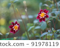 Cosmos 91978119