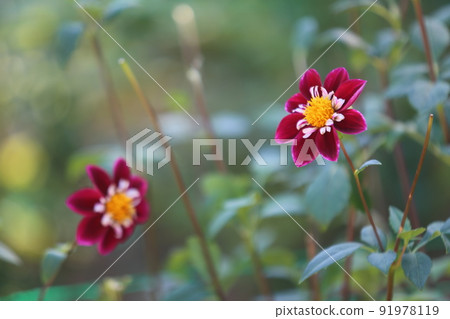 Cosmos Cosmos 91978119