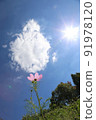 Cosmos 91978120