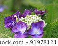 hydrangea   91978121