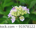 hydrangea   91978122