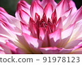 Up flowers 91978123