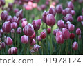 Tulip 91978124