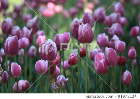 Tulip Tulip 91978124