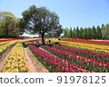 Tulip field 91978125