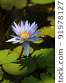 Water lily 91978127