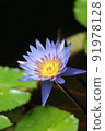 Water lily 91978128