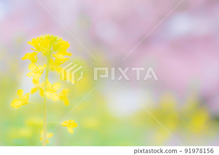 櫻花盛開，油菜花盛開 91978156