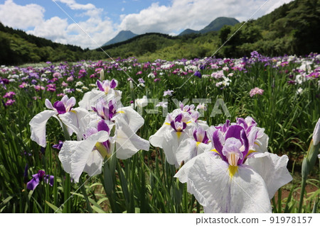 鳶尾花 鳶尾花 91978157