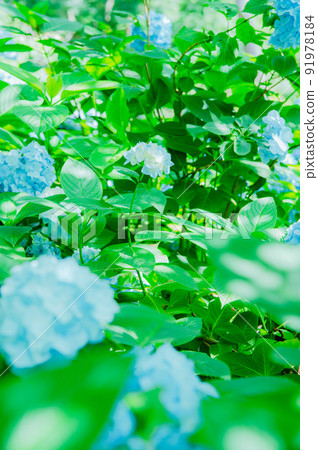 Hydrangea Sunbeams 91978184