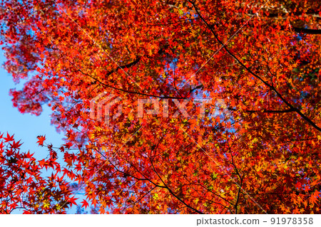 秋天在京都的毗沙門寺看到的鮮紅的紅葉和湛藍的天空。 91978358