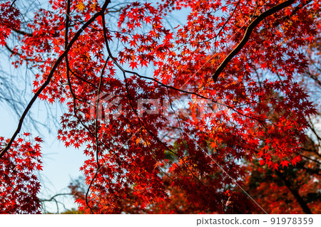 The bright red autumn leaves and the clear blue sky that I saw at Bishamon-do Temple in Kyoto in autumn. 91978359