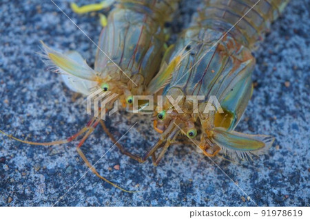 Mantis shrimp sea fishing Mantis shrimp sea fishing 91978619