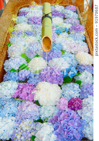 Tsurugaoka Hachimangu Shrine Hydrangea Hanatemizu 91978687