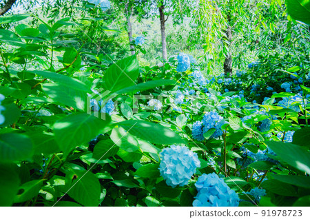Hydrangea Sunbeams 91978723