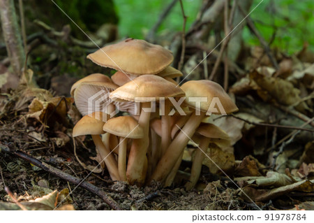 Small mushroom Psathyrella spadiceogrisea in the dry autumn forest Small mushroom Psathyrella spadiceogrisea in the dry autumn forest 91978784