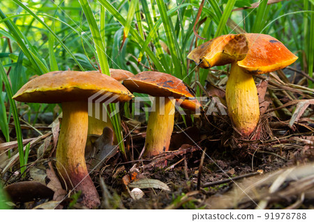 Suillellus luridus, formerly Boletus luridus, commonly known as the lurid bolete with forest trees in the background 91978788