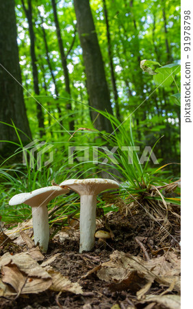 Lactarius piperatus or Peppery milkcap, widespread and popular edible mushroom, well known for its peppery, white milk 91978798