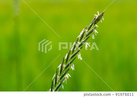 In the wild, a couch grass, Elymus repens, cereal plant grows in the meadow In the wild, a couch grass, Elymus repens, cereal plant grows in the meadow 91978811