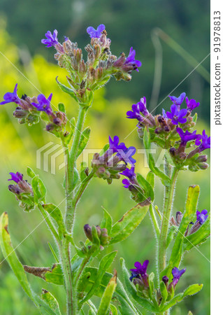 Anchusa officinalis, commonly known as the common bugloss or alkanet with green background Anchusa officinalis, commonly known as the common bugloss or alkanet with green background 91978813
