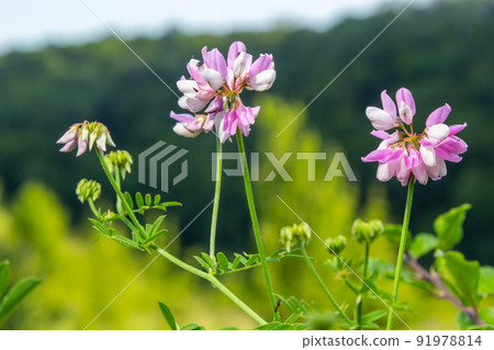 Close up, macro. Crownvetch or Securigera varia Coronilla varia or purple crown vetch. Flowering field plants. Close up, macro. Crownvetch or Securigera varia Coronilla varia or purple crown vetch. Flowering field plants. 91978814