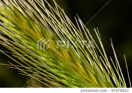 In the wild, as a weed grows barley Hordeum murinum In the wild, as a weed grows barley Hordeum murinum 91978832