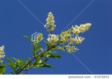 Flowering European privet or Ligustrum vulgare with white flowers and green foliage 91978842